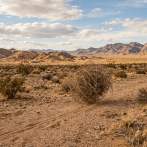 Tumbleweed rolling across a desert plain with mountains beyond